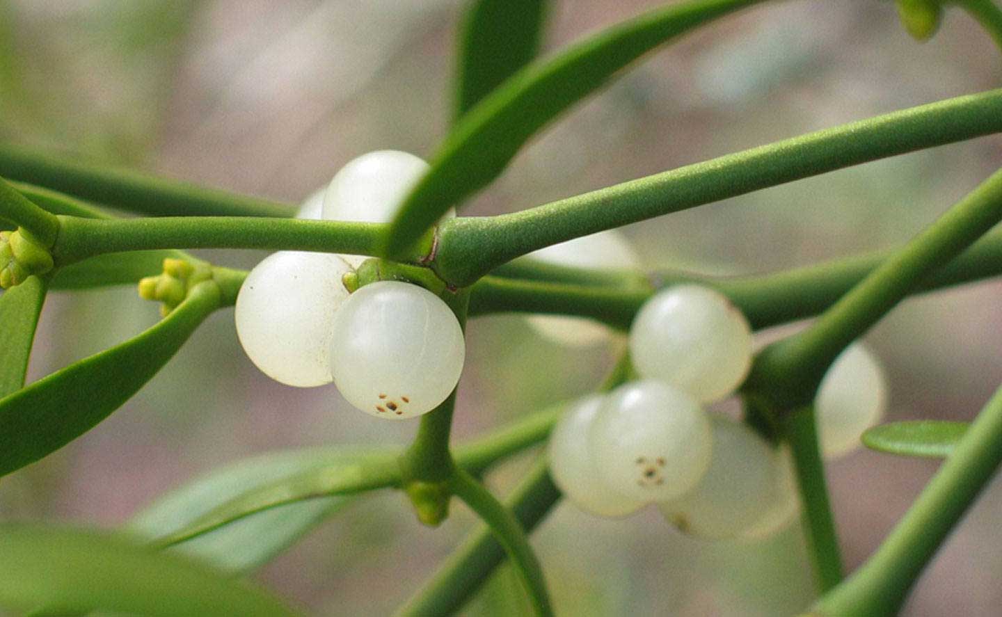 Viscum Album Injetável