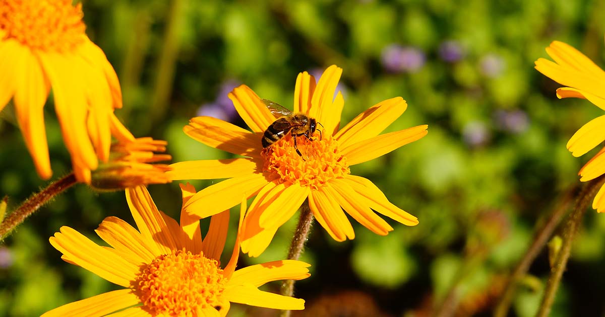 Arnica – Muito além de auxiliar no tratamento de traumas físicos e musculares