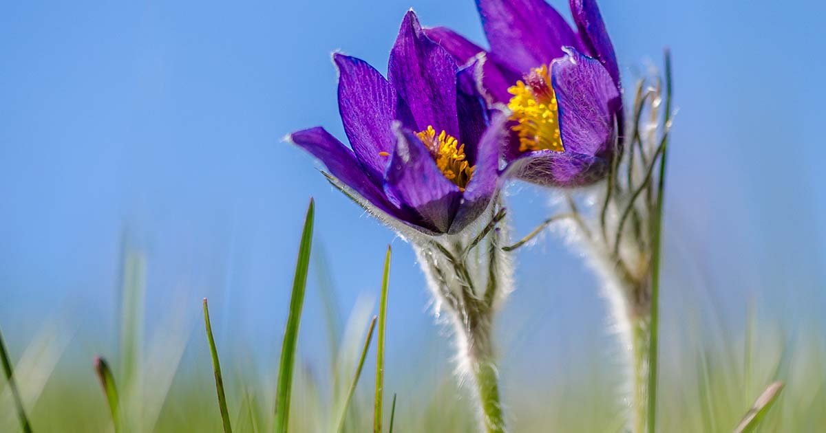 TPM – A Homeopatia pode lhe auxiliar nesse período