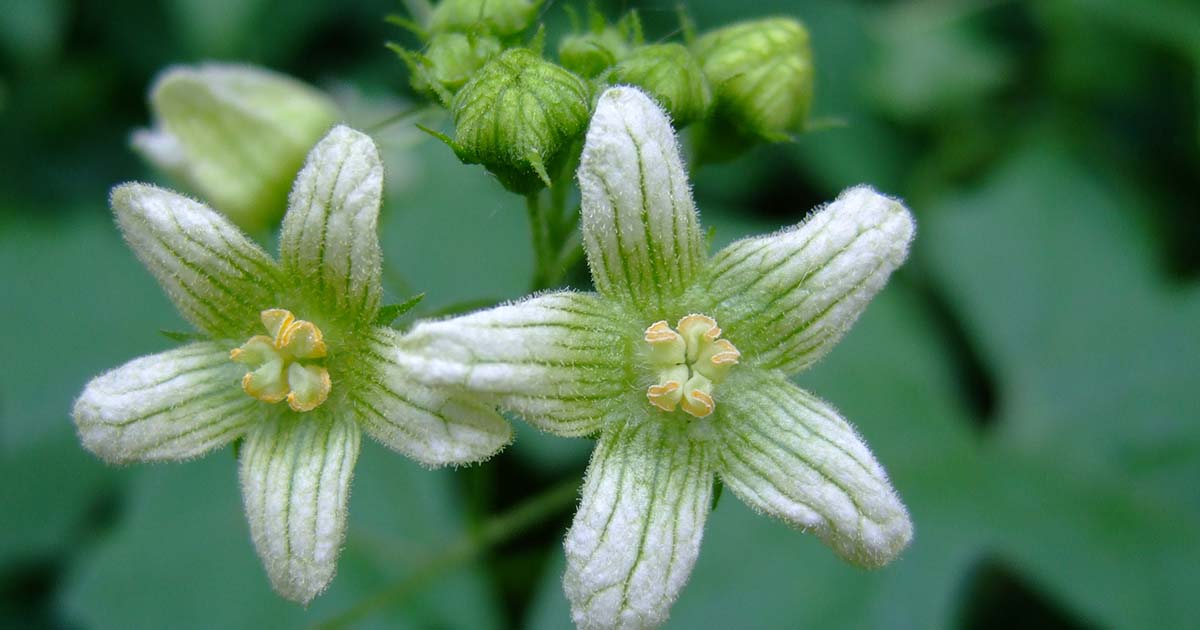 Bryonia – Pode ajudar a diminuir os sintomas que afetam o sistema respiratorio