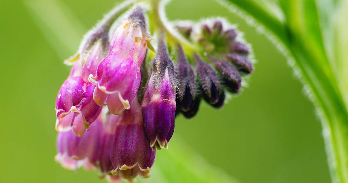 Symphytum – Atletas podem usar homeopatia?