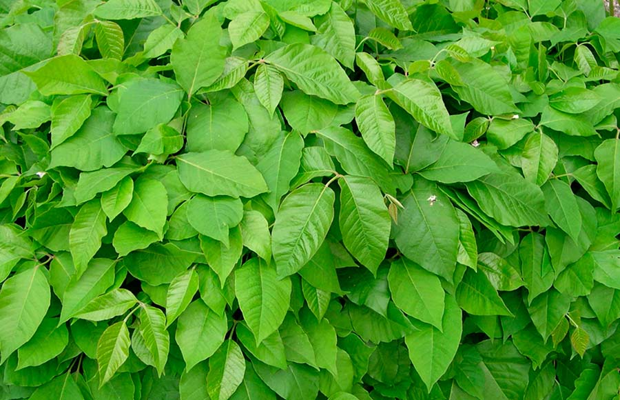 Rhus Tox – Ajuda nos sintomas de quadros reumáticos e alivia dores de tendões e ligamentos