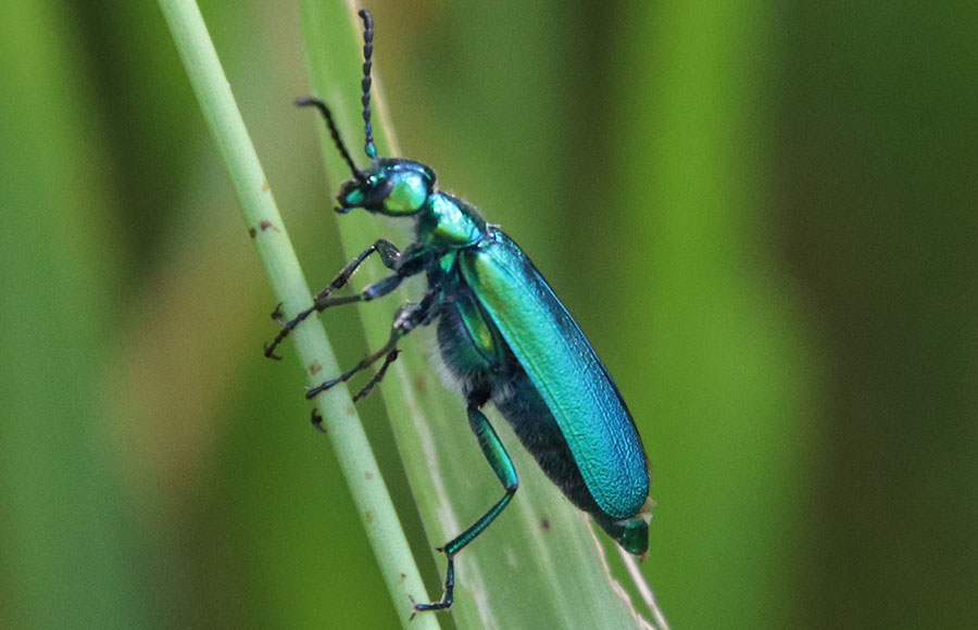 Cantharis
