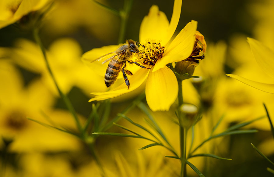 Homeopatia Apis Mellifica
