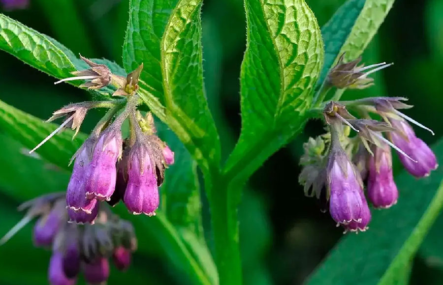 Homeopatia Symphytum